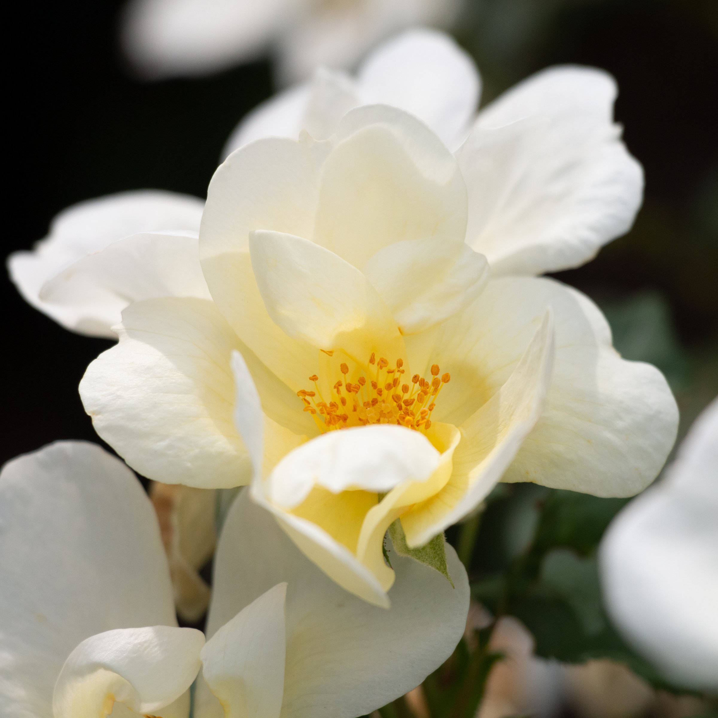 National Plant Network 3 gal. Rose White Knock Out Shrub