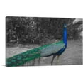 thumbnail image 1 of ARTCANVAS Colorful Peacock In Forest Canvas Art Print - Size: 12" x 8" (0.75" Deep), 1 of 9