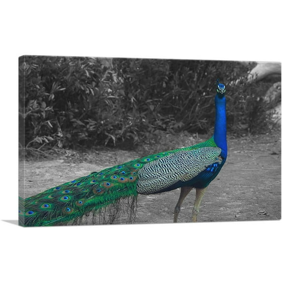 ARTCANVAS Colorful Peacock In Forest Canvas Art Print - Size: 12" x 8" (0.75" Deep)
