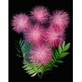 thumbnail image 2 of Looney, Hollice 26x32 Black Ornate Wood Framed with Double Matting Museum Art Print Titled - USA-Florida-Celebration-A bouquet of pink powderpuff flowers, 2 of 4