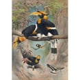 thumbnail image 2 of Joseph Wolf 18x24 Gold Ornate Framed and Double Matted Museum Art Print Titled - The Rhinoceros Hornbill (1861-1867), 2 of 4