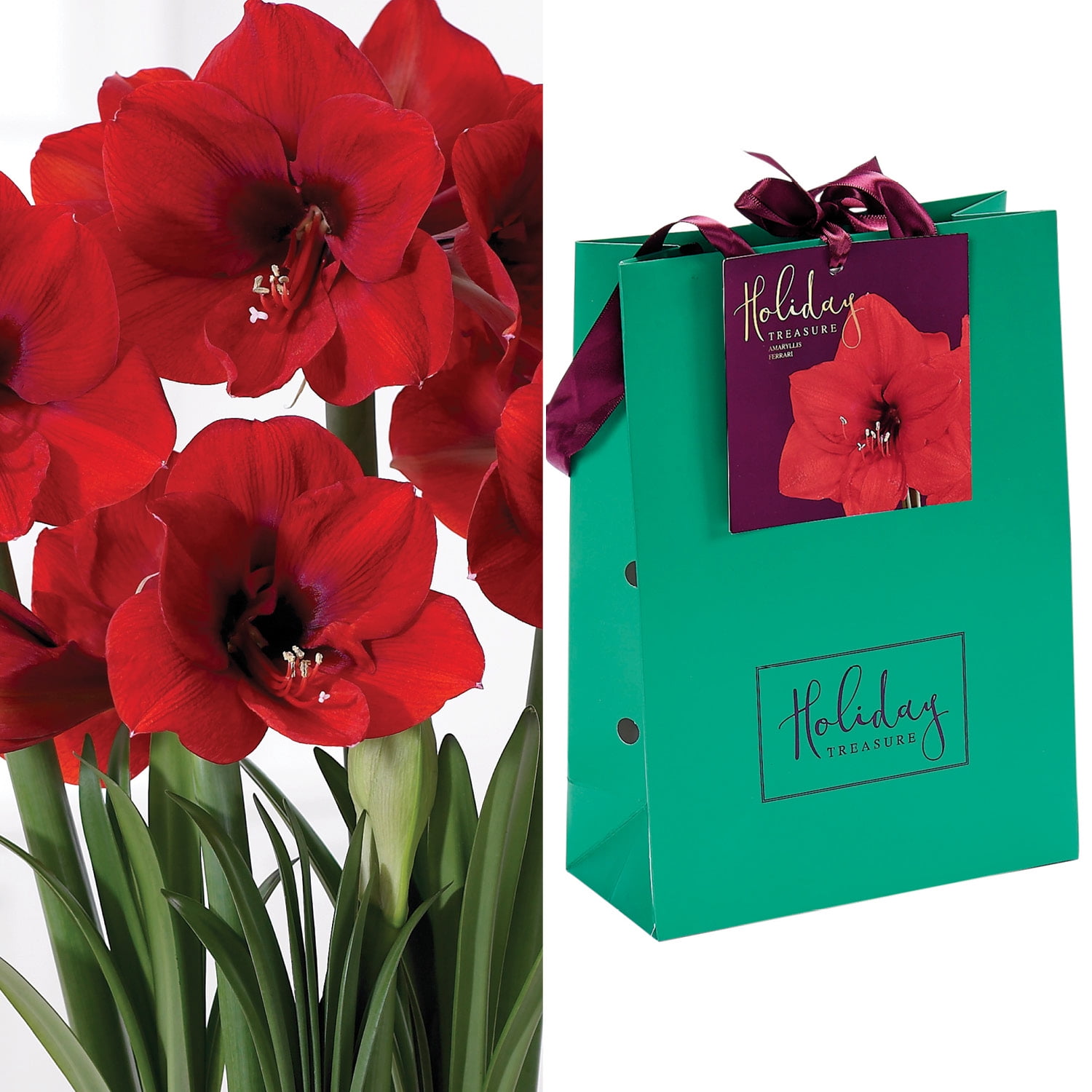 Van Zyverden 87267 Amaryllis-Stargazer Emerald Gift Bag Flower Bulbs Red 28/30 cm 
