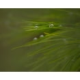 thumbnail image 2 of Jaynes Gallery 18x15 Gold Ornate Wood Framed with Double Matting Museum Art Print Titled - New Jersey-Wharton State Forest Close-up of dew on grass, 2 of 4