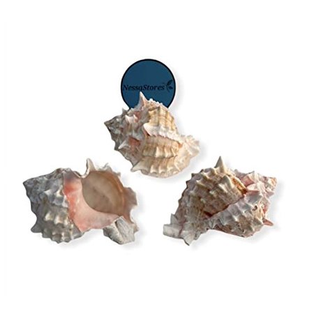 Pink Murex Phyllonotus erythrostomu Hermit Crab Sea Shell 4" - 4 1/2" #JC-042 (24 pcs)