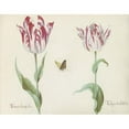 thumbnail image 2 of Jacob Marrel 18x15 Gold Ornate Wood Frame and Double Matted Museum Art Print Titled - Two Tulips with Butterfly . (1637), 2 of 4