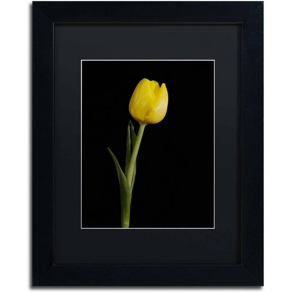 Trademark Fine Art 'Yellow Tulip Black Background 5' Canvas Art by PIPA Fine Art, Black Matte, Black Frame