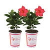 Costa Farms Island Blooms Live14 in. Tall Assorted Mandevilla; Outdoor Plant in 1.5pt, 2-Pack
