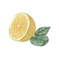 thumbnail image 2 of Bannarot 26x26 White Modern Wood Framed Museum Art Print Titled - Citrus Limon IV, 2 of 4