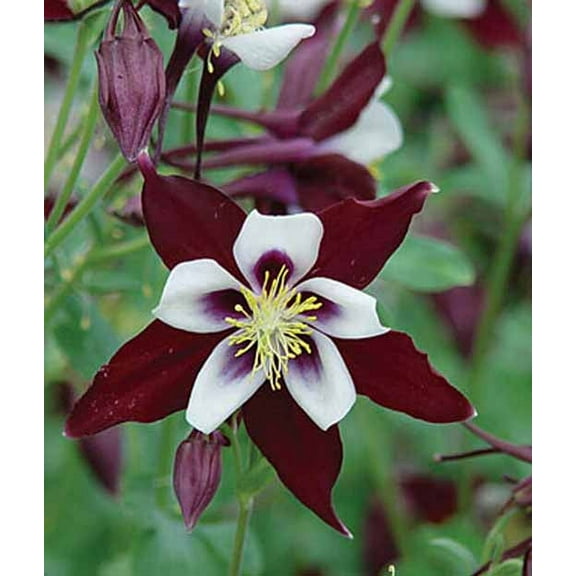 20 Seeds BURGUNDY Columbine McKana Giants Flower Seeds, Perennial Colorful, Easy to Grow Attracts Bees and Hummingbirds 20 SEEDS Free Shipping