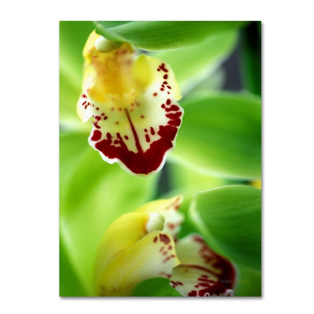 Trademark Fine Art "Cymbidium Seafoam Emerald Orchid" Canvas Art by Kathy Yates