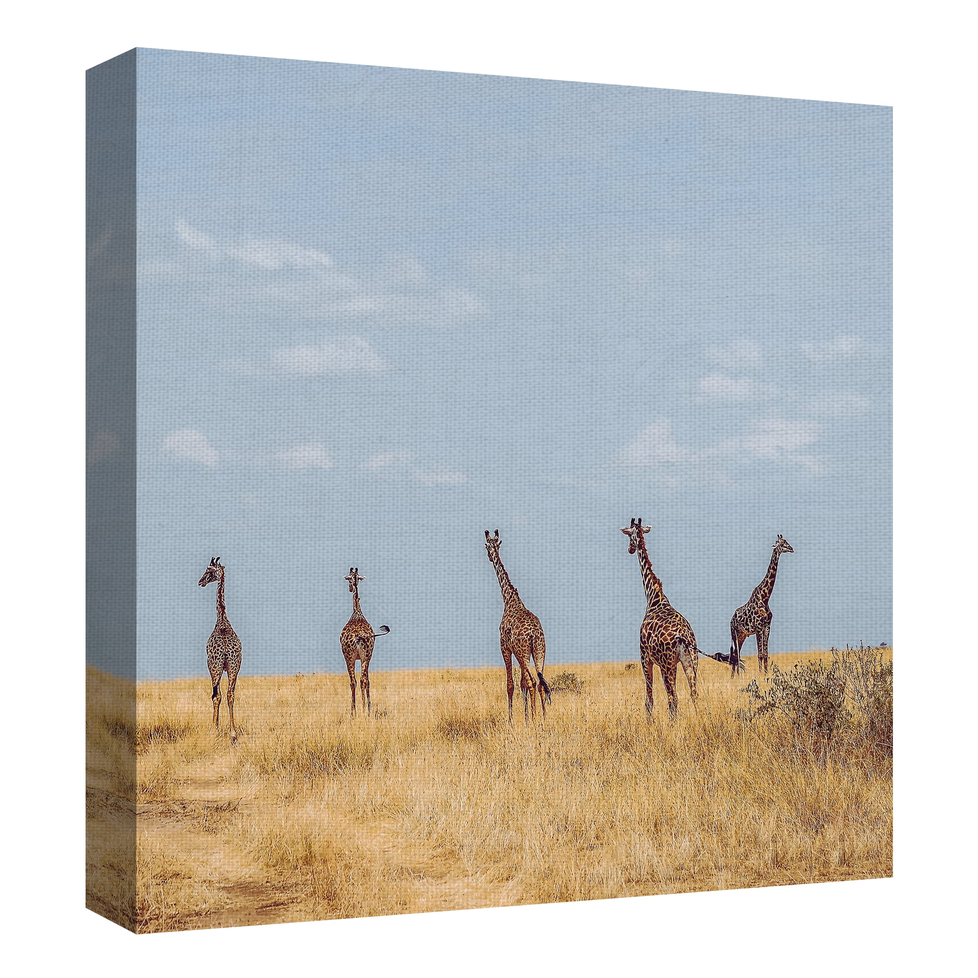 Masterpiece Art Gallery Safari Five Giraffes By Harshil Gudka Canvas Art Print 24" x 24"