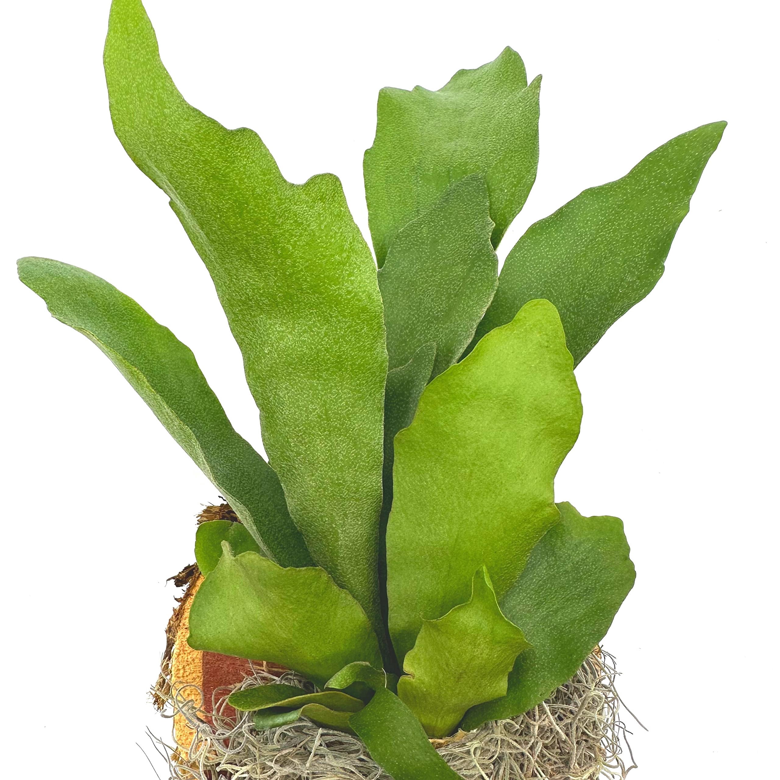 Bubbleblooms Staghorn Fern Plaque Mounted on Cedar Wood Sculpture with Moss