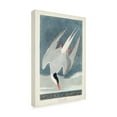 thumbnail image 2 of John James Audubon 'Artic Tern' Canvas Art, 2 of 3