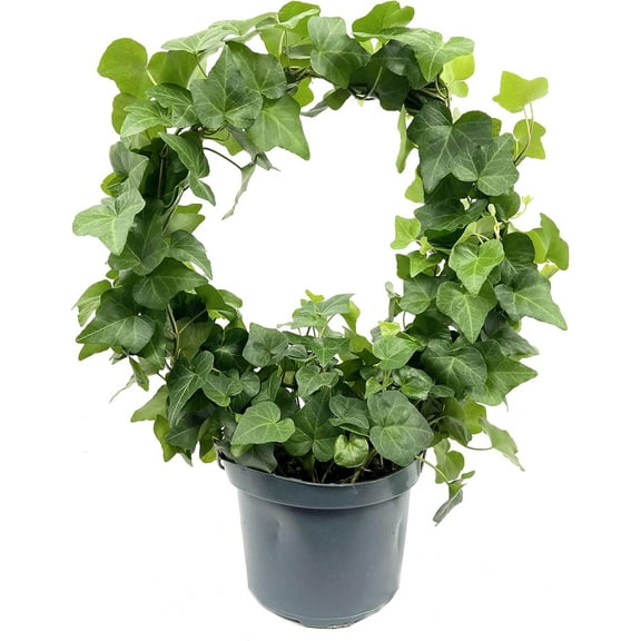 English Ivy Hoop - Live Plant in a 6 Inch Pot - Hedera Helix - Beautiful Easy Care Indoor Air Purifying Topiary Houseplant Vine