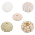 thumbnail image 1 of 5 UNIDS Adornos de erizo de mar Adornos artesanales hechos a mano DIY Crafts Fish Tank Decors, 1 of 6