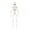 White-15.6 inch B, variant on Halloween Skeleton Decorations, Mini Posable Skeletons Halloween Decor for Halloween Decorations Indoor Outdoor(5pcs)