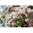 thumbnail image 3 of 10 BEAUTY BUSH SHRUB Beautybush Kolkwitzia Amabilis Pink & White Flower Red Berry Seeds, 3 of 11