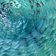 thumbnail image 3 of Studio Nine6 20x20 Black Modern Framed Museum Art Print Titled - Oceana E, 3 of 5