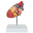 thumbnail image 2 of Axis Scientific 2-Part Life-Size Canine Heart Anatomy Model - Detailed Canine Heart Anatomy Model for Veterinarians, Teachers, Students -Includes Study Guide - Durable and Realistic, 2 of 10