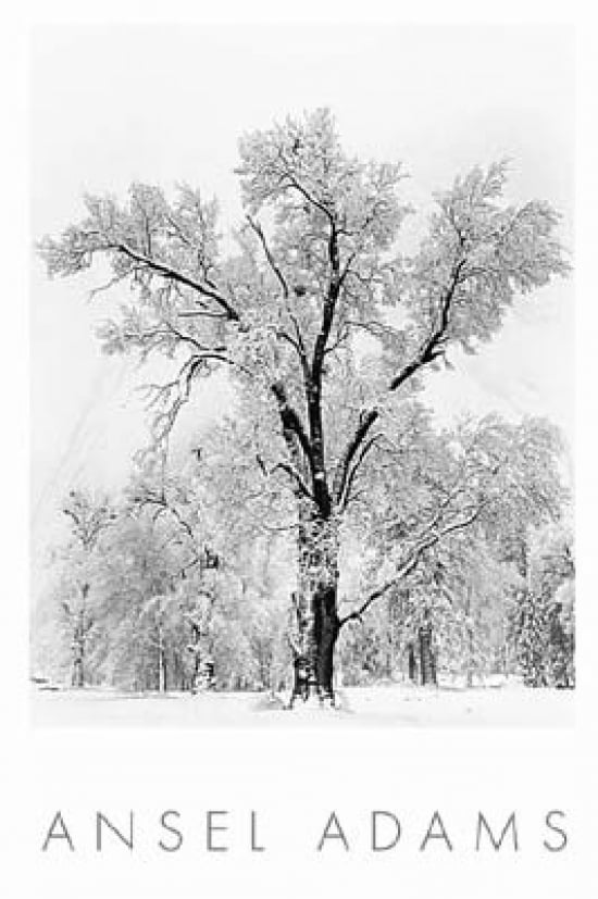 Oak Tree Snowstorm Poster Print by Ansel Adams (24 x 36) - Walmart.com