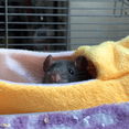thumbnail image 2 of Cama para hámster tipo plátano, hamaca para animales pequeños, cama cálida, jaula para casa, nido, accesorios para hámster, planeador del azúcar, mascota de pájaro pequeño (plátano)$Cama para, 2 of 5