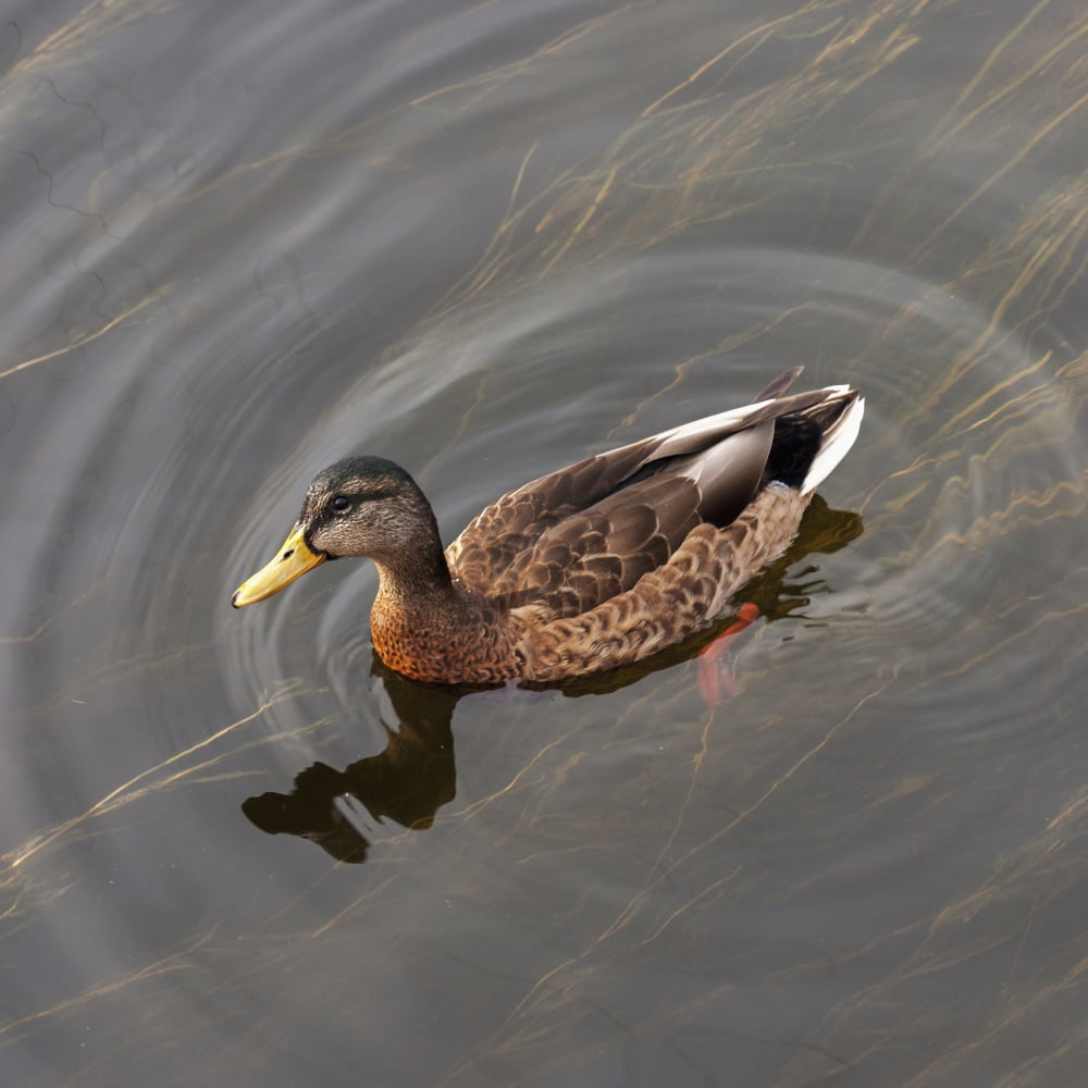 Duck Swimming In Cl