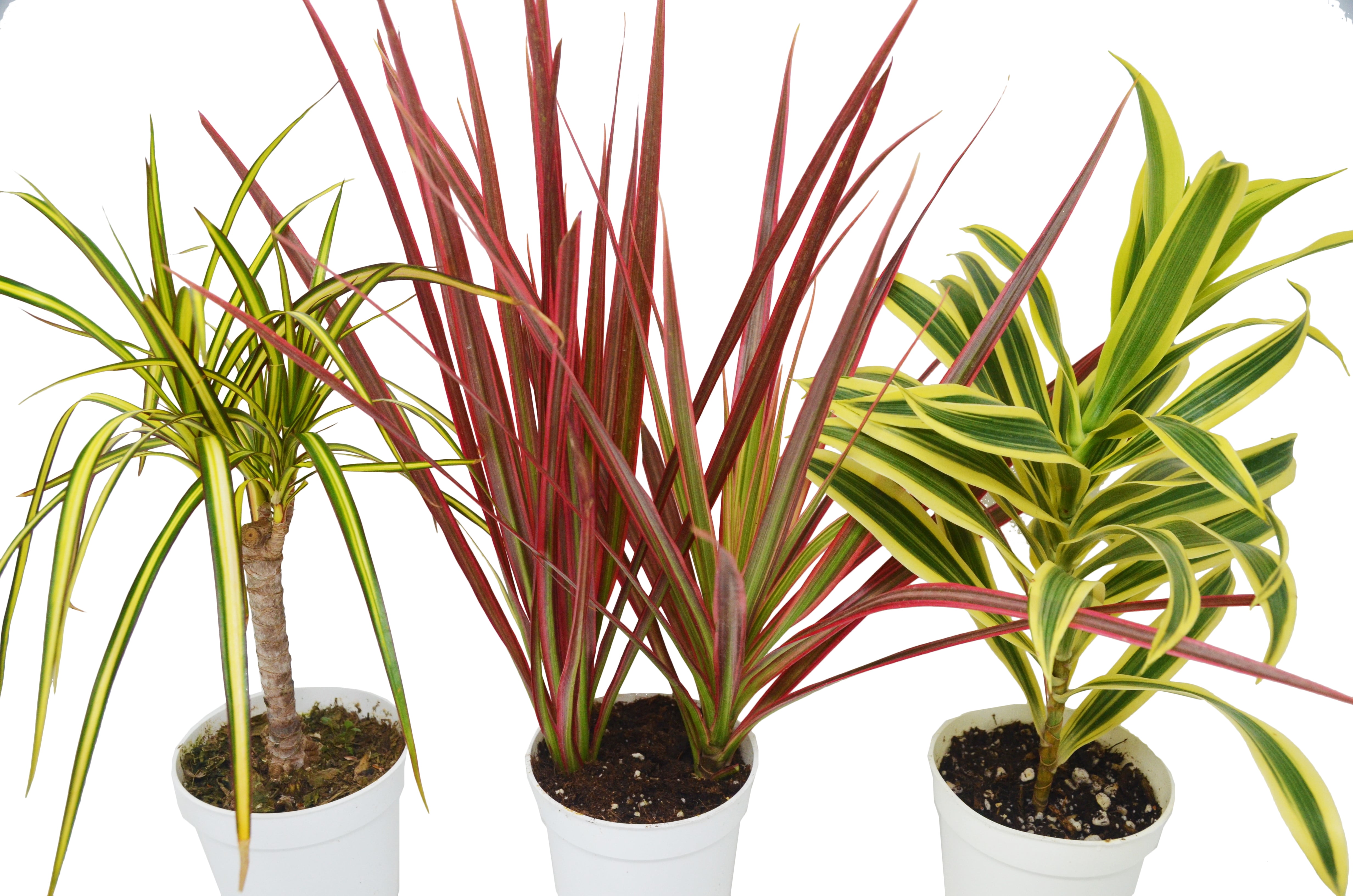 3 Different Dracaenas Variety Pack Live House Plant FREE Care Guide