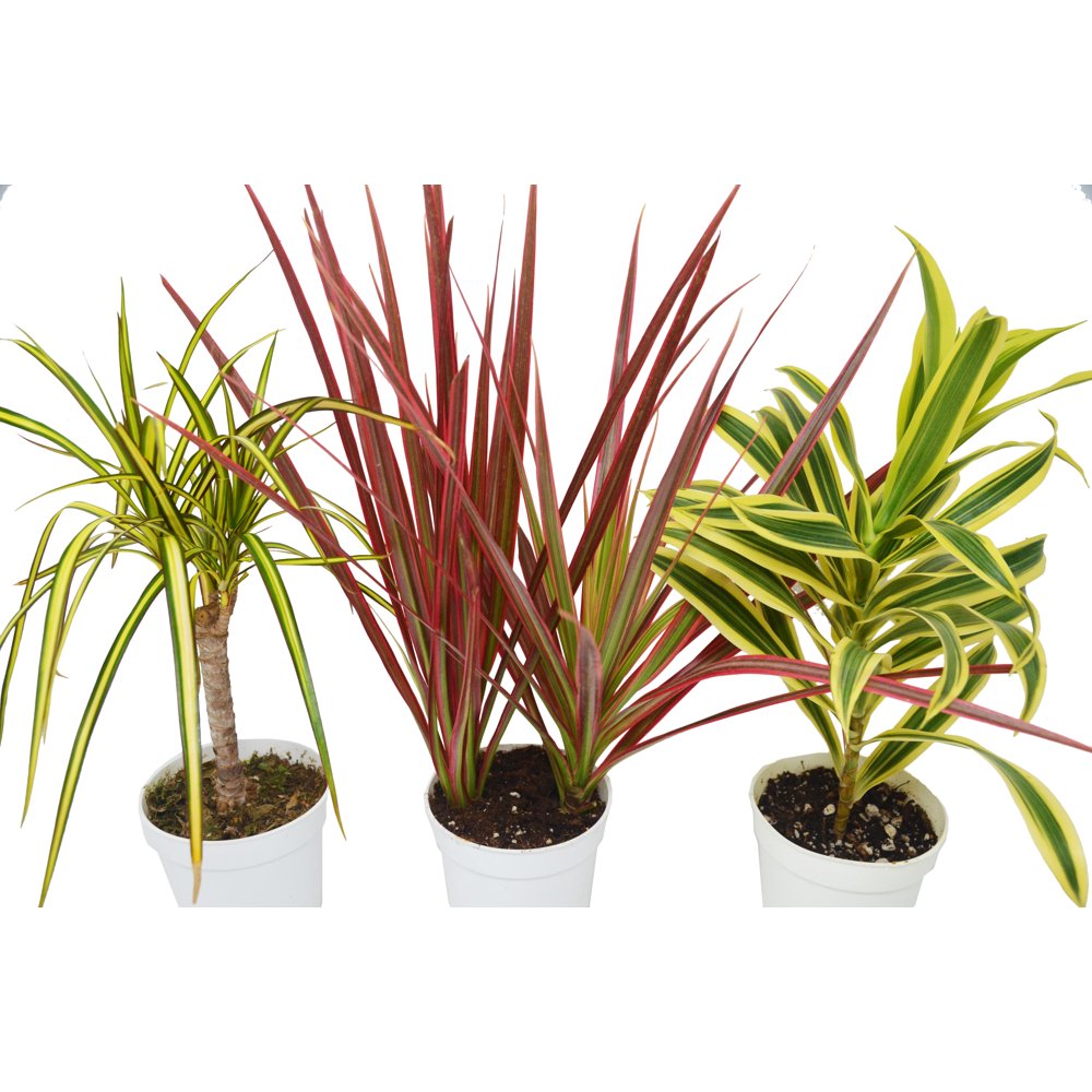 3 Different Dracaenas Variety Pack Live House Plant FREE Care Guide