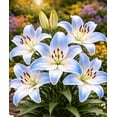 thumbnail image 4 of Navona White Asiatic Lily Bulbs for Planting – Pure White Hardy Perennial Blooms – Early Summer Garden & Cut Flower Favorite (3 Bulbs), 4 of 6