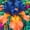 C, variant on Iris, Low Maintenance - Easy Grow - Ideal for Beds Borders, Plant Pots & Planters