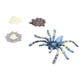thumbnail image 5 of Modelo de ciclo de crecimiento Modelo de ciclo de vida Modelo de ciclo de crecimiento de araa ModeloCiclo de crecimiento de araa, modelo de ciclo de crecimiento de 4 piezas, modelo de insecto, juguete LHCER No, 5 of 5