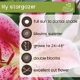thumbnail image 6 of Expert Gardener Lily Stargazer Set of 4 Dormant Bulbs, Red, Partial Sun, Perennial, 6 of 9
