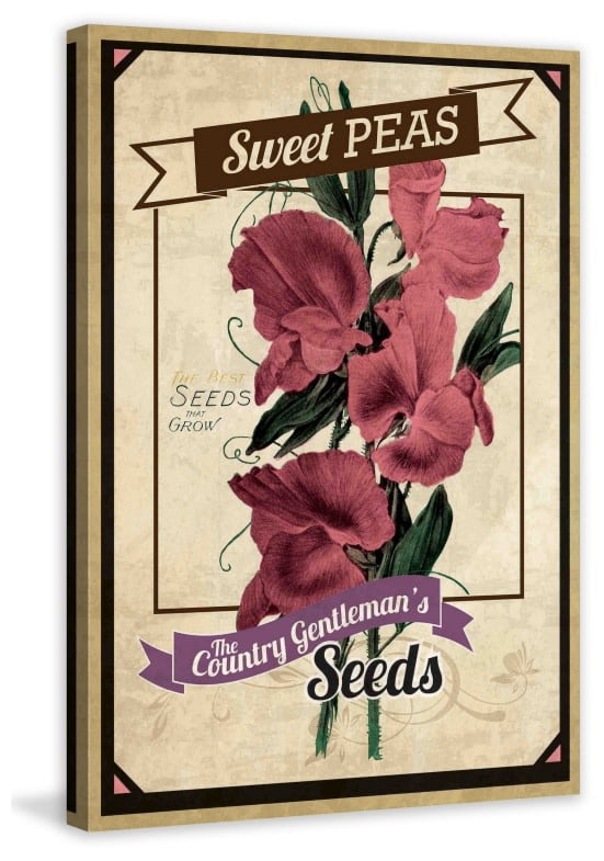 "Flower Packet Sweet Peas" Painting Print on Wrapped Canvas