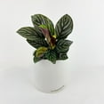 thumbnail image 2 of Calathea Ornata (Pinstripe Calathea) - Live Air-Purifying Indoor Plant in Nursery Pot – Easy Care, Low Maintenance Houseplant for Home & Office Decor, Natural Air Cleaner, Best for Beginners (6"Pot), 2 of 7
