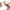 Cognac, variant on Time and Tru Women's Coin Embellished Thong Sandals