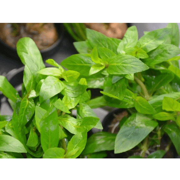 Staurogyne Repens – Live Freshwater Aquarium Plant for Foreground Aquascaping