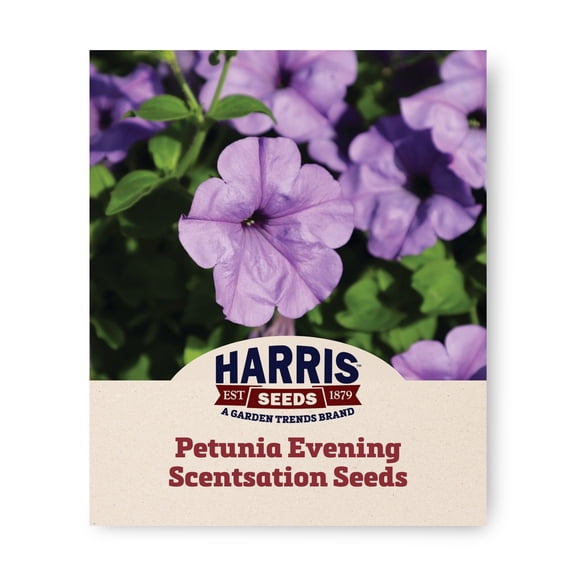 Harris Seeds Petunia Evening Scentsation F1, Indigo Flower, 25 Count