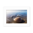 thumbnail image 1 of Ocean Water Shell Science Nature Picture Photo Mount Frame Picture Art Painting Desktop 5x7 inch, 1 of 3
