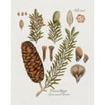 thumbnail image 2 of Donovan, Kelly 15x18 White Modern Wood Framed Museum Art Print Titled - Botanical Fir, 2 of 4