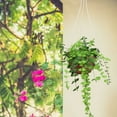 thumbnail image 3 of 30 Pcs Hanging Flower Pot Hook Wall-Mounted Bracket Plant Hangers, 3 of 6