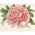 thumbnail image 3 of Charles Antoine Lemaire 24x20 Black Modern Framed Museum Art Print Titled - Peony Alexandre II (1854-1896), 3 of 5