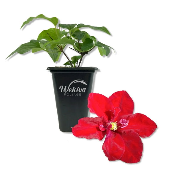 Clematis Charmaine - Live Starter Plant in a 2 Inch Growers Pots - Starter Plants Ready for The Garden - Rare Clematis for Collectors