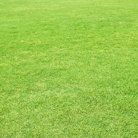 Pack of 10000 Zoysia Grass Seeds for Lawn, Zoysia Seeds Lawngrass Seeds for Outdoor Garden