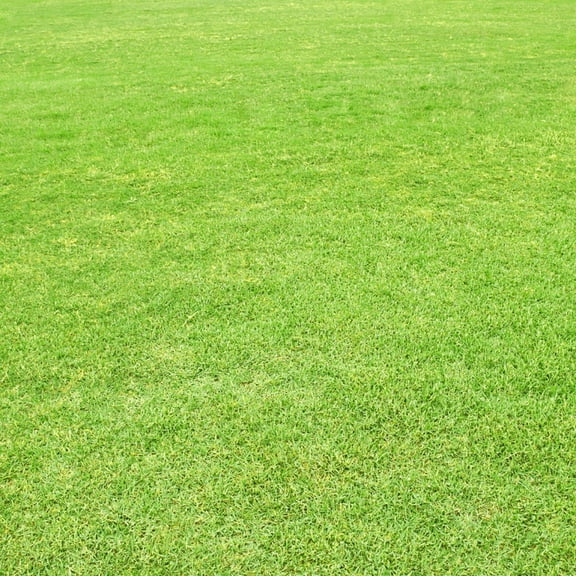 Pack of 10000 Zoysia Grass Seeds for Lawn, Zoysia Seeds Lawngrass Seeds for Outdoor Garden