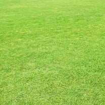 Pack of 10000 Zoysia Grass Seeds for Lawn, Zoysia Seeds Lawngrass Seeds for Outdoor Garden