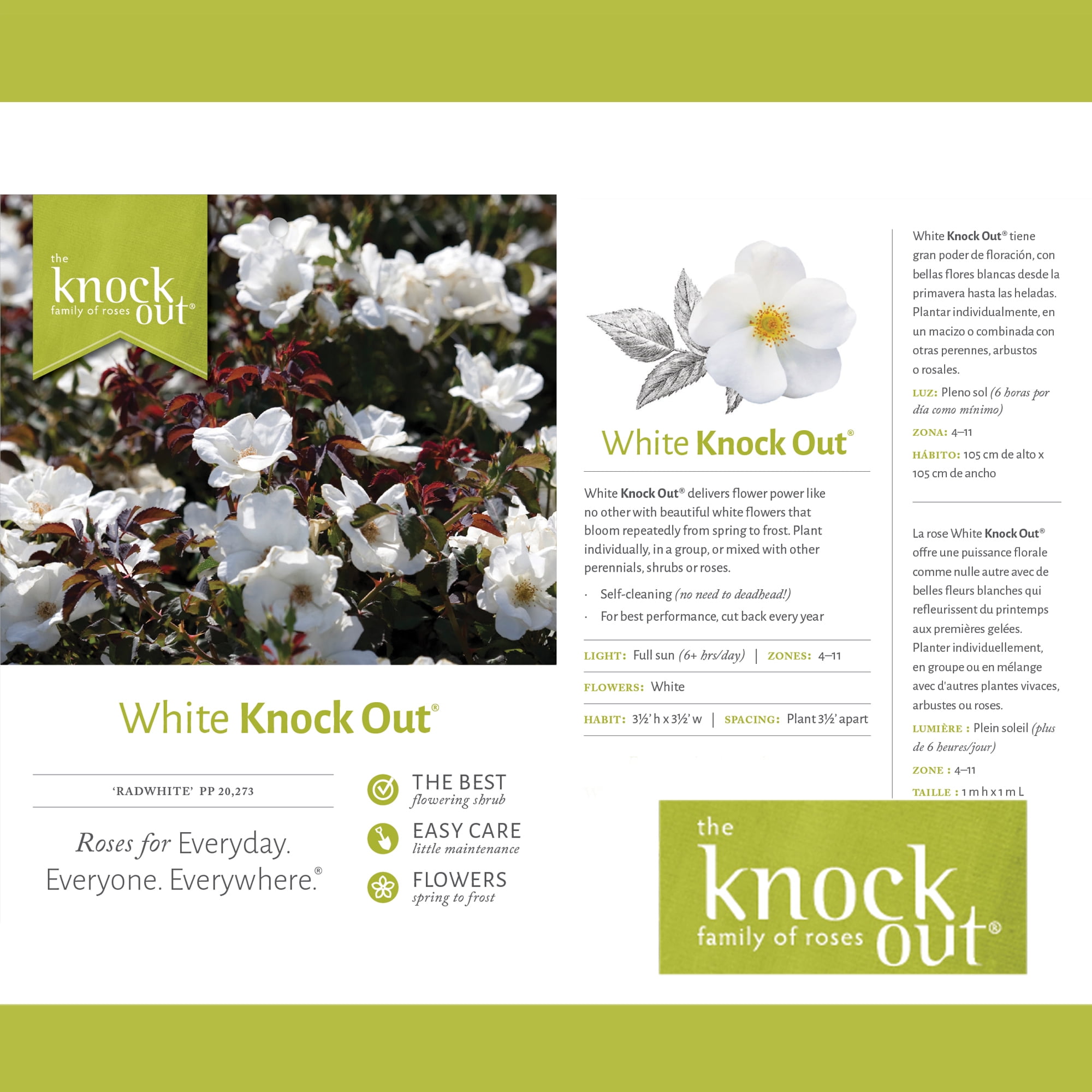 The White Knock Out Tree® Rose Plant with Pure White Blooms (3 Gallon)