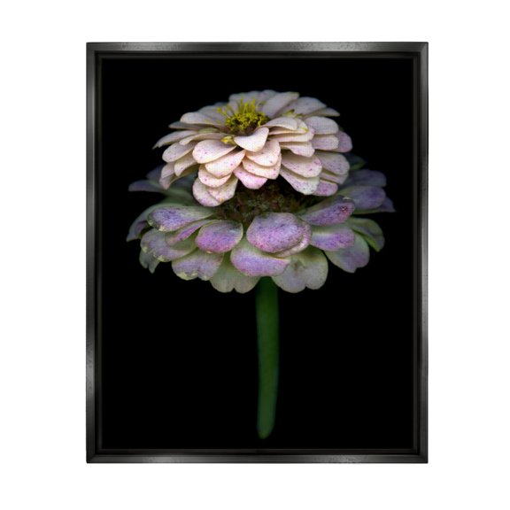 Stupell Industries Dahlia Bud Photography Botanical & Floral Photography Black Floater Framed Art Print Wall Art, 17 x 21
