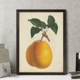thumbnail image 2 of Wexford Home Antique Pear Botanical II-Framed - Black - 16X22, 2 of 4