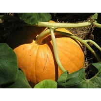 25 Seeds BIG MAX PUMPKIN Cucurbita Maxima Vegetable Seeds (Grow 100 pound pumpkins!)