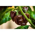 thumbnail image 5 of 50 *Seeds Mixed HOT HABANERO PEPPER Red Orange White Brown Mix Capsicum Chinense, 5 of 10